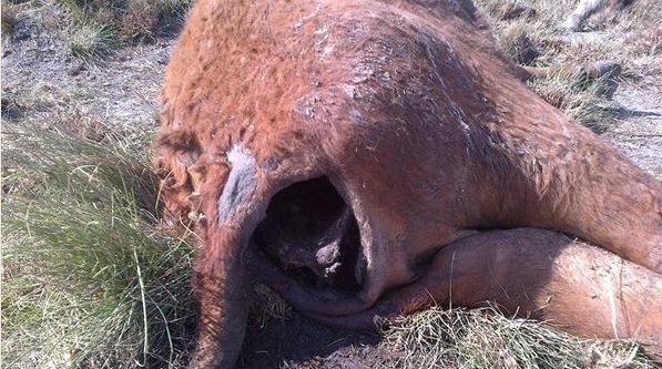Mutilaciones de ganado en América del Sur (4/6)